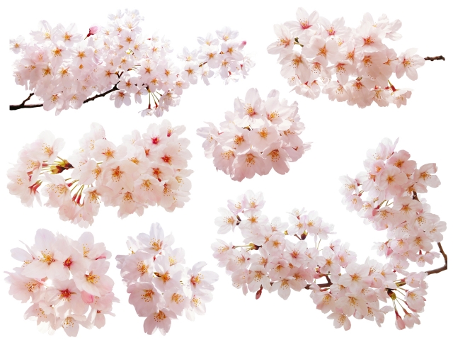 桜の切り抜き画像